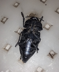 Capnodis tenebricosa