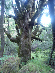 Aesculus californica