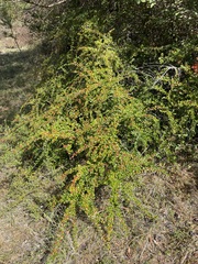 Cotoneaster hjelmqvistii