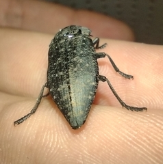 Capnodis tenebricosa