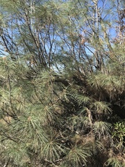 Pinus sabiniana