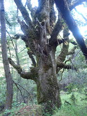 Aesculus californica