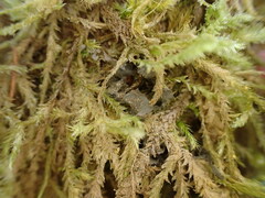 Scytinium polycarpum