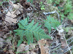 Pentagramma triangularis