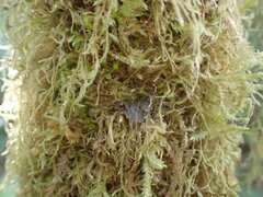 Scytinium polycarpum