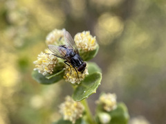 Musca autumnalis