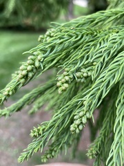 Cryptomeria