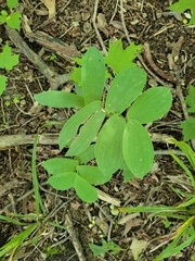 Uvularia grandiflora