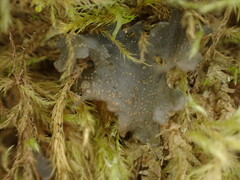 Scytinium polycarpum