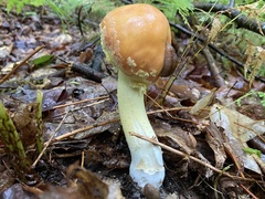 Amanita wellsii