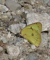 Colias eurytheme