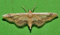 Idaea trypheropa