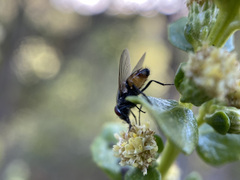 Musca autumnalis