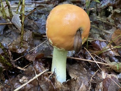 Amanita wellsii
