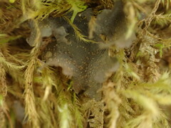 Scytinium polycarpum