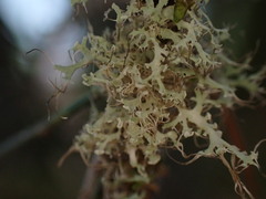 Physcia tenella