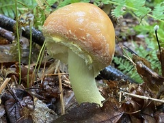 Amanita wellsii