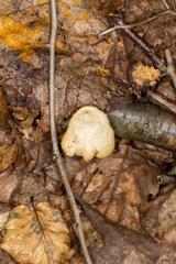 Cerioporus leptocephalus