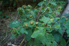 Arctium lappa