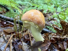 Amanita wellsii