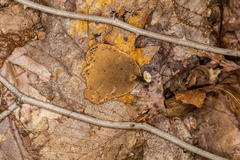 Cerioporus leptocephalus