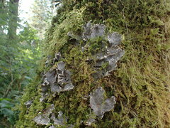 Peltigera membranacea