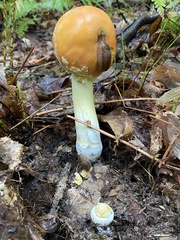 Amanita wellsii