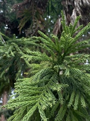 Cryptomeria
