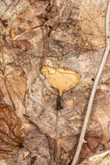 Cerioporus leptocephalus