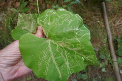 Phytomyza albiceps group