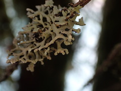 Hypogymnia tubulosa