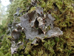 Peltigera membranacea