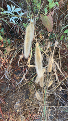 Polypogon monspeliensis