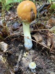 Amanita wellsii