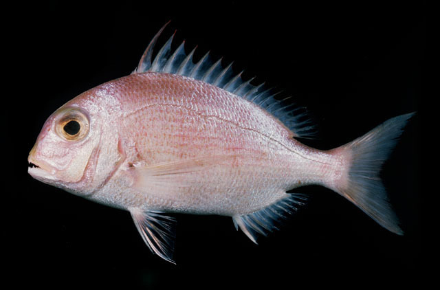 Soldierbream