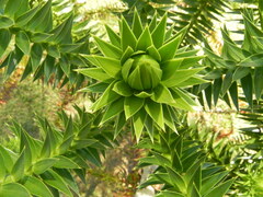 Araucaria angustifolia