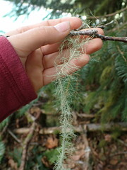 Usnea longissima