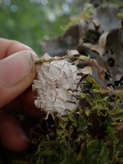 Peltigera membranacea