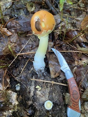 Amanita wellsii