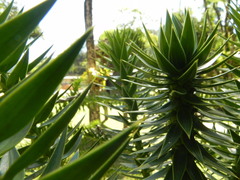 Araucaria angustifolia