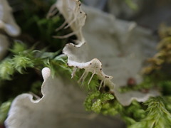 Peltigera membranacea