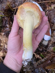 Amanita wellsii