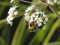 Eristalis anthophorina