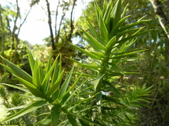 Araucaria angustifolia