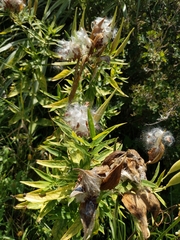 Asclepias