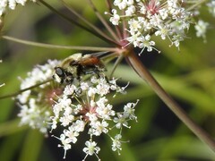 Eristalis anthophorina