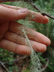 Usnea longissima