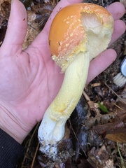 Amanita wellsii