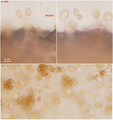 Agaricus diminutivus