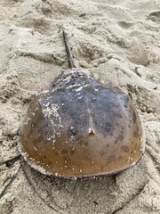 Limulus polyphemus